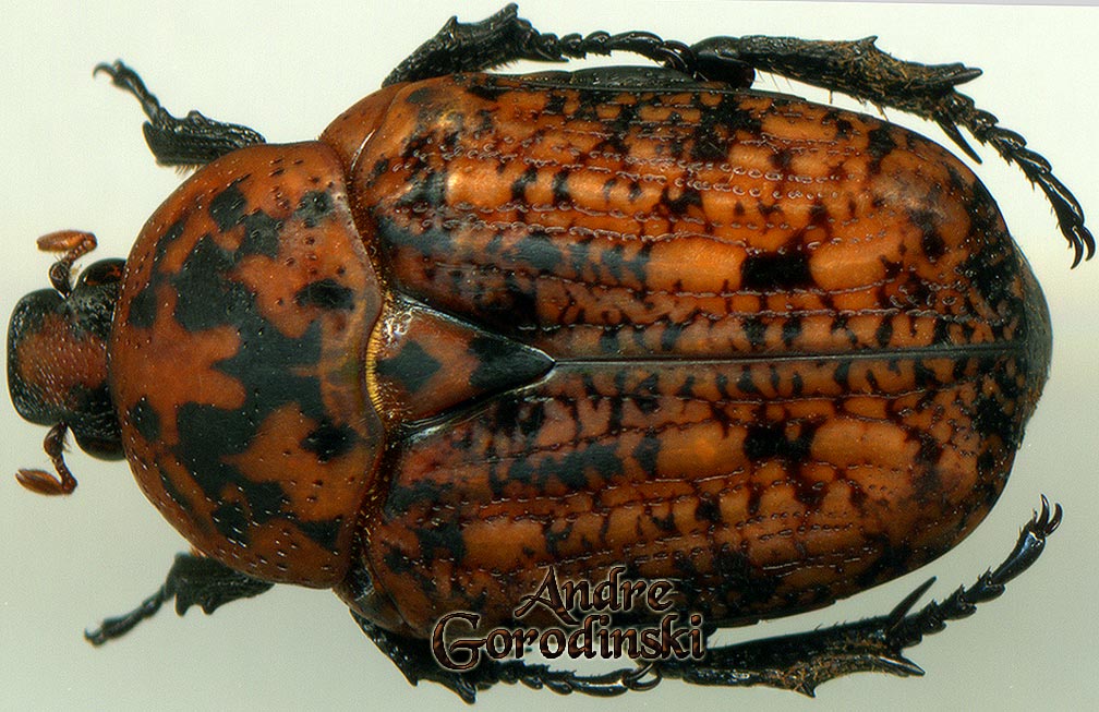 http://www.gorodinski.ru/cetoniidae/Poecilophilides rusticola.jpg